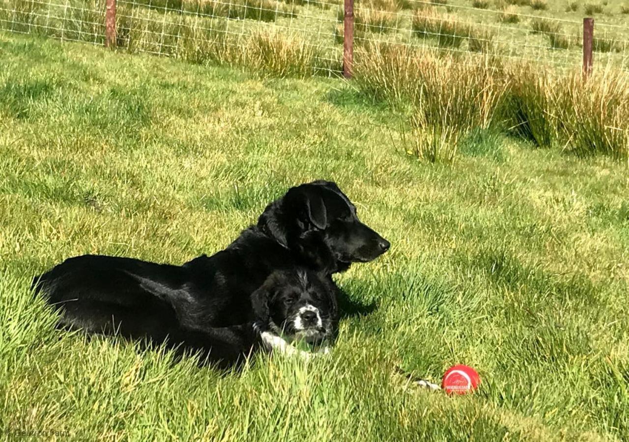 فيلا The Barn At Geufron Farm - Dog Friendly - Nr Tywyn Bryn-crug المظهر الخارجي الصورة