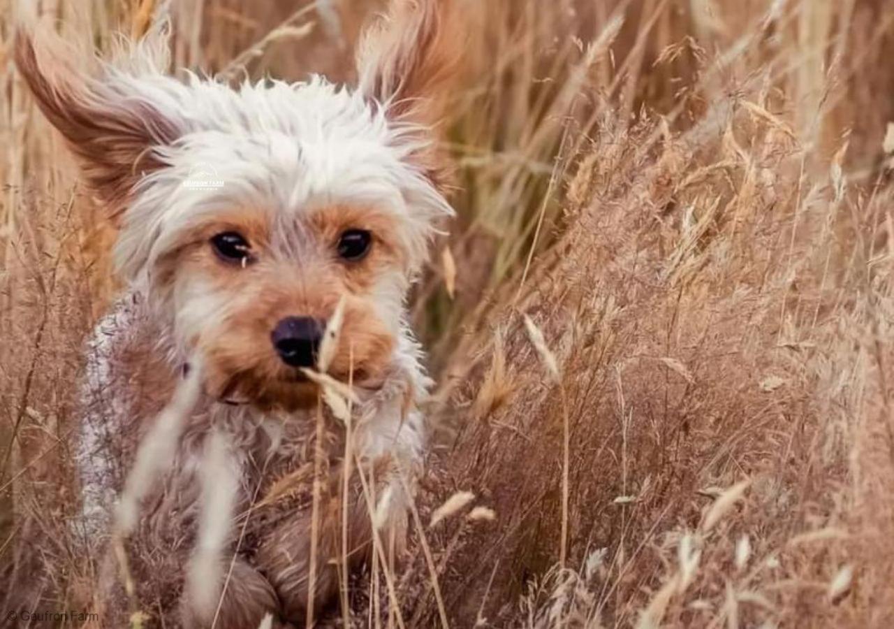 فيلا The Barn At Geufron Farm - Dog Friendly - Nr Tywyn Bryn-crug المظهر الخارجي الصورة